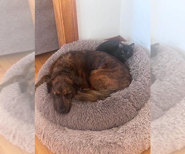 Medium Photo #6 Australian Shepherd-Unknown Mix Puppy For Sale in Minneapolis, MN, USA