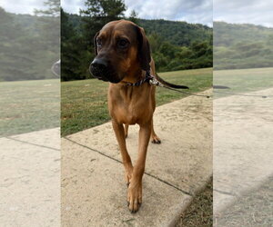 Tally - Female Bloodhound-Redbone Coonhound Mix Dog for Adoption - Photo #4