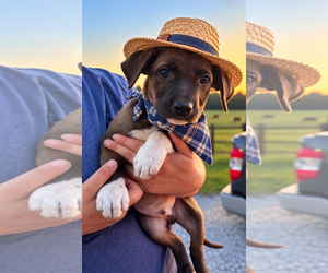Border Collie-Chocolate Labrador retriever Mix Dogs for adoption in Mt. Laurel, NJ, USA