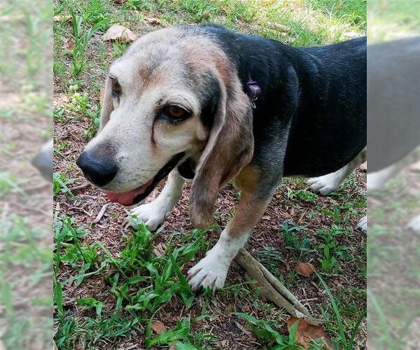 Medium Photo #3 Beagle Puppy For Sale in Dunnellon, FL, USA