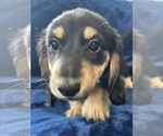 Small #9 Dachshund