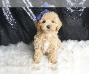 Medium Maltipoo