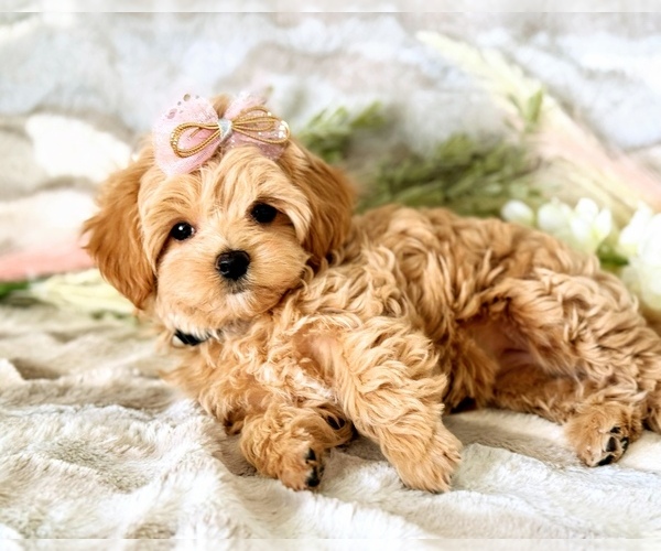 Medium Photo #1 Maltipoo Puppy For Sale in HOBE SOUND, FL, USA