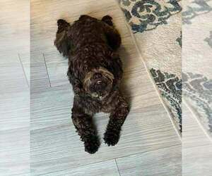 Poodle (Miniature)-Unknown Mix Dogs for adoption in Aurora, IN, USA