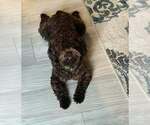 Small Poodle (Miniature) Mix