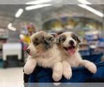 Small Photo #8 Australian Shepherd Puppy For Sale in HANOVER PARK, IL, USA