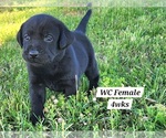 Puppy Black WC Labrador Retriever