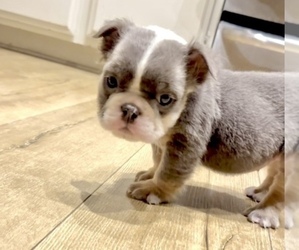 English Bulldog Puppy for sale in HOUSTON, TX, USA