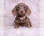 Puppy Misty Dachshund