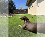 Small #5 Doberman Pinscher