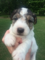 Wire Fox Terrier Puppy for sale in WARD, AR, USA