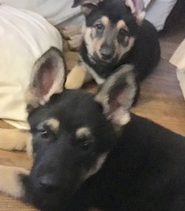 German Shepherd Dog Puppy for sale in MAPLE SHADE, NJ, USA