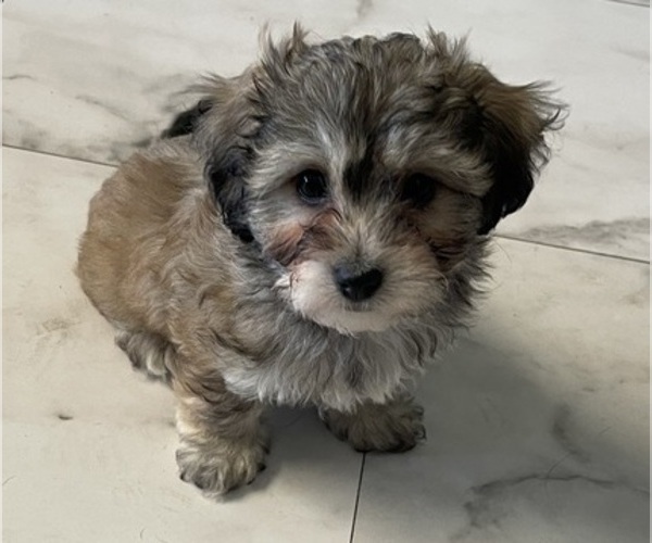 Medium Photo #15 Maltipoo Puppy For Sale in PALMDALE, CA, USA