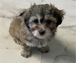 Small #14 Maltipoo