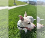 Small #2 American Pit Bull Terrier-American Staffordshire Terrier Mix