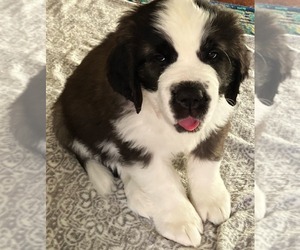 Saint Bernard Puppy for sale in COLORADO SPRINGS, CO, USA