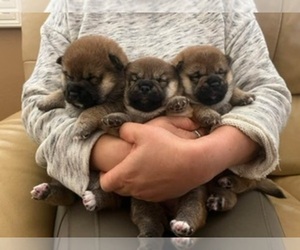 Shiba Inu Puppy for sale in SAN DIEGO, CA, USA