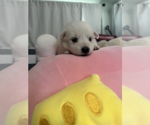 American Eskimo Dog Puppy for sale in ALPHARETTA, GA, USA