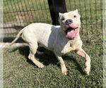 Small American Pit Bull Terrier Mix