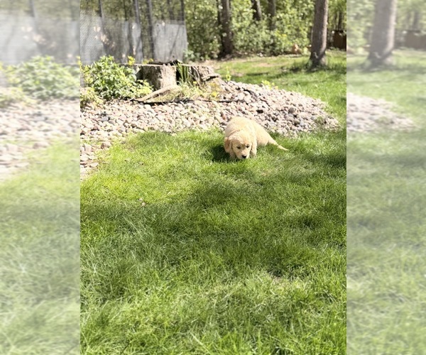 Medium Photo #7 Golden Retriever Puppy For Sale in CHIPPEWA FALLS, WI, USA