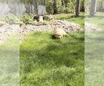 Small #6 Golden Retriever