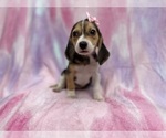 Small #4 Beagle