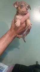 Chihuahua-Chiweenie Mix Puppy for sale in ELMIRA, NY, USA