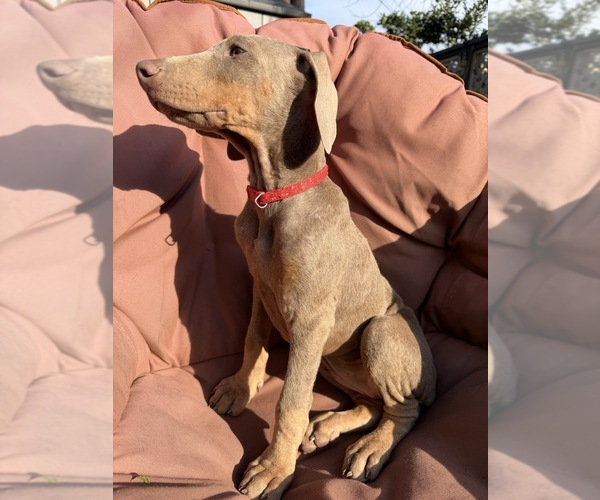 Medium Photo #4 Doberman Pinscher Puppy For Sale in ONTARIO, CA, USA