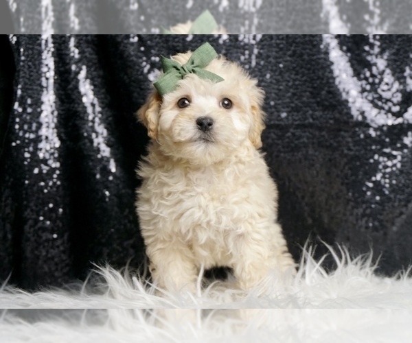 Medium Photo #45 Maltipoo Puppy For Sale in WARSAW, IN, USA