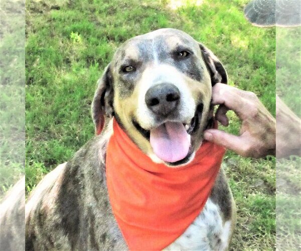 Medium Photo #1 Catahoula Leopard Dog-Unknown Mix Puppy For Sale in Godley, TX, USA