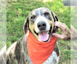 Catahoula Leopard Dog-Unknown Mix Dogs for adoption in Godley, TX, USA
