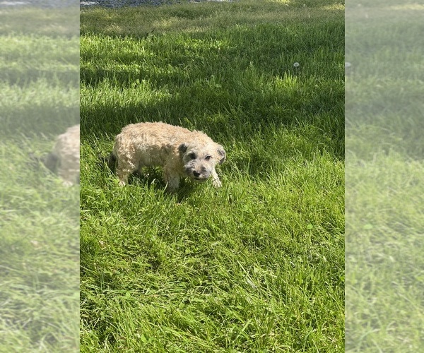 Medium Photo #6 Havanese Puppy For Sale in CANOGA, NY, USA