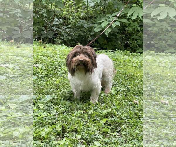 Medium Photo #9 Havanese Puppy For Sale in HOPKINSVILLE/PRINCETON, KY, NH, USA