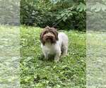 Small #8 Havanese