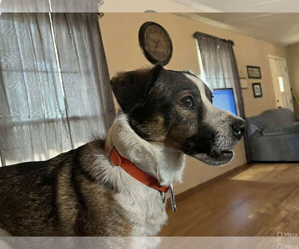 Medium Photo #3 Mutt Puppy For Sale in Westwood, NJ, USA