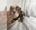 Small #4 English Bulldog