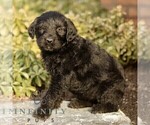 Small #3 Labradoodle