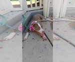 Small #2 American Pit Bull Terrier Mix