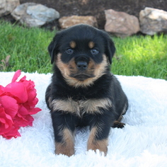 Rottweiler Puppy for sale in GAP, PA, USA
