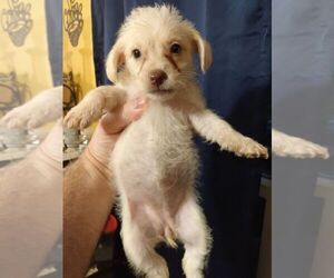 Poodle (Miniature)-Schnauzer (Standard) Mix Puppy for sale in CULLMAN, AL, USA