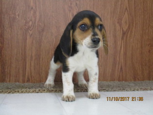 Beagle Puppy for sale in STONEFORT, IL, USA