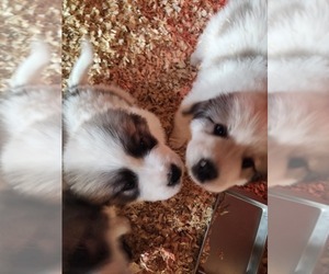 Great Pyrenees Puppy for sale in LITCHFIELD, OH, USA