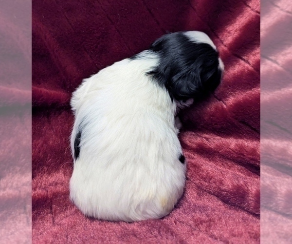 Medium Photo #8 Havanese Puppy For Sale in POST FALLS, ID, USA