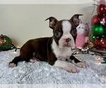 Small #2 Boston Terrier