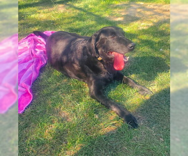Medium Photo #2 Labrador Retriever-Unknown Mix Puppy For Sale in Ventura, CA, USA