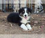 Puppy Jade Australian Shepherd