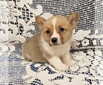 Puppy 3 Pembroke Welsh Corgi