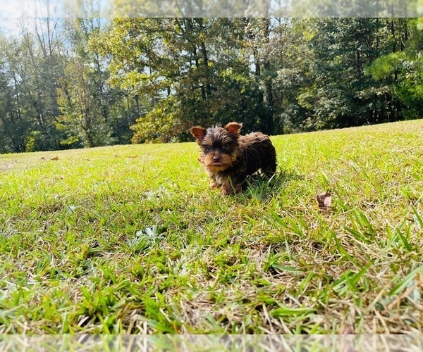 Medium Photo #6 Yorkshire Terrier Puppy For Sale in LOCUST GROVE, GA, USA