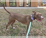 Small #1 American Pit Bull Terrier Mix