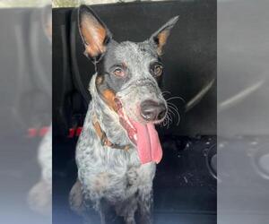 Mutt Dogs for adoption in San Antonio, TX, USA